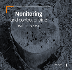 Monitoring : and control of pine wilt disease