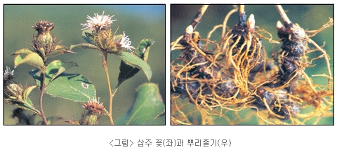 삽주