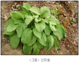 산마늘