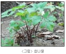 참나물