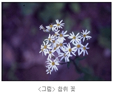취나물