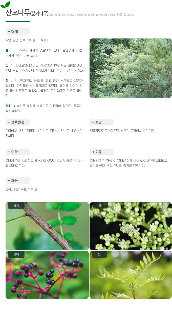 산약초/산초나무(분지나무) : 네이버 블로그