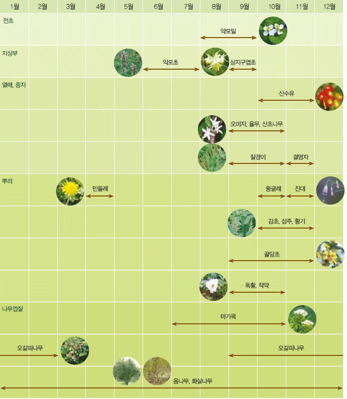 전초:  약모밀(8~9월) / 지상부: 익모초(6~7월) , 삼지구엽초(9월) / 열매,종자: 산수유(10~11월) , 오미자,율무,산초나무(9~10월) , 질경이(9~10월) , 결명자(11월) / 뿌리: 민들레(4월) , 둥글레(10월) , 진대(11월) , 감초,삽주,황기(10~11월) , 골담초(9~11월) , 독활,직약(9~10월) / 나무껍질: 마가목(7~10월) , 오갈피나무(9~2월) , 오갈피나무 , 옴나무,화살나무(1월~12월)