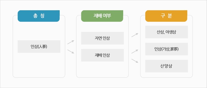 1. 총칭 1-1. 인삼(人蔘) 2. 재배 여부 2-1. 자연 인삼 2-2. 재배 인삼 3. 구분 3-1. 산삼, 야생삼 3-2. 인삼(가삼,家蔘) 3-3. 산양삼