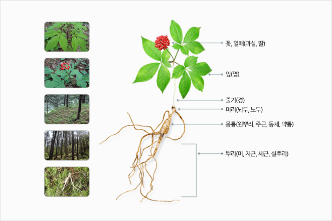 1. 꽃, 열매(과실, 딸) 2. 잎(엽) 3. 줄기(경) 4. 머리(뇌두, 노두) 5. 몸통(원뿌리, 주근, 동체, 약통) 6. 뿌리(미, 지근, 세근, 실뿌리)