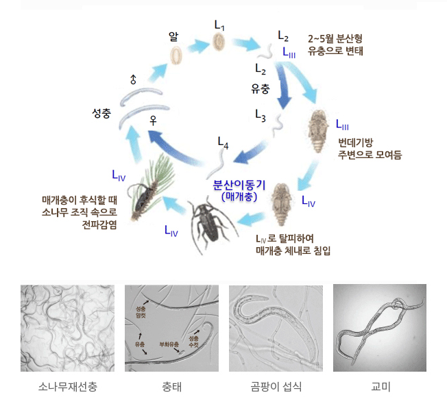 소나무재선충 변태 과정