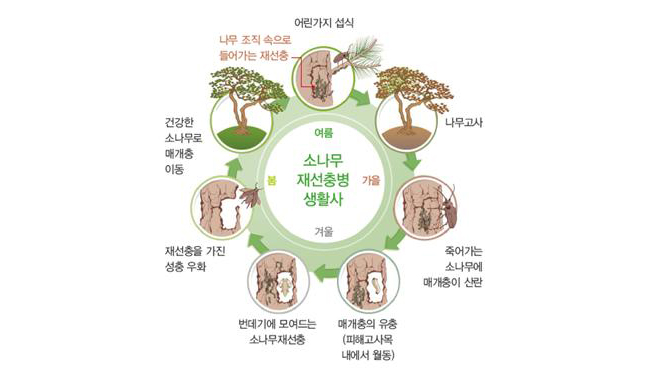 봄-소나무재선충을가진매개충 성충이 우화 건전한 나무로 매개충 이동,여름-매개충이 새순을 먹을때 소나무재선충 침입,가을-소나무재선충이 나무를죽임,겨울-죽어가는나무에 매개충이 산란 매개충의 유충은 피해목 조직내에서 월동 소나무재선충이 봄에 번데기 몸속으로 들어감