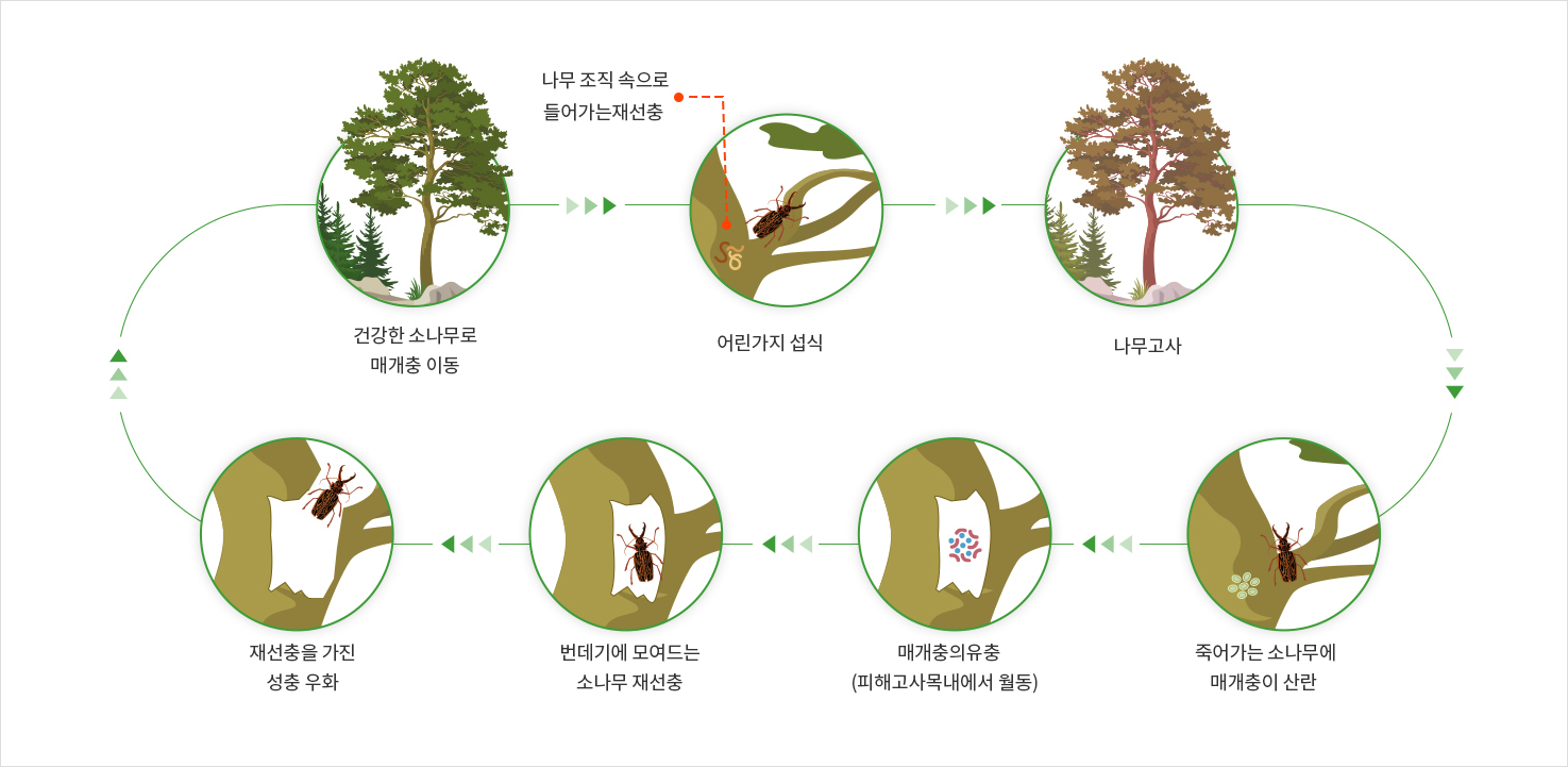 소나무 재선충병 생활사 1.봄 - 재선충을 가진 성충 우화 , 건강한 소나무로 매개충 이동 2.여름 - 어린가지 섭식 (나무 조직 속으로 들어가는 재선충) , 나무고사 3.가을 - 죽어가는 소나무에 매개충이 신란 , 매개충의 유충(피해고사목내에서 월동) 4.겨울 - 번데기에 모여드는 소나무재선충