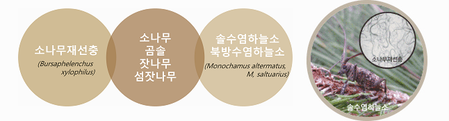 소나무재선충, 소나무,해송,잣나무,섬잣나무,솔수염하늘소,북방수염하늘소