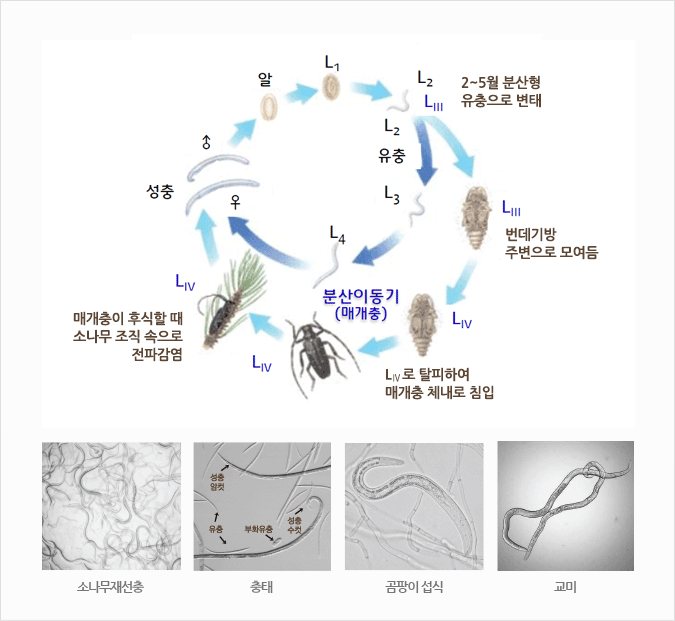 소나무재선충 변태 과정