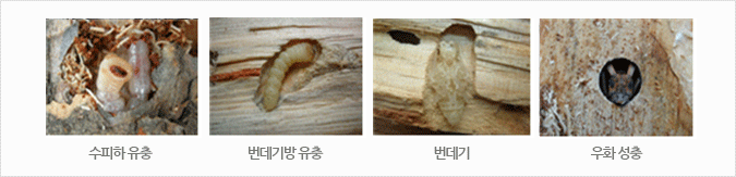 소나무재선충, 충태, 곰팡이 섭식, 교미